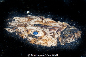 Stargazer trying to hide in the sand at TK3 in Lembeh by Marteyne Van Well 